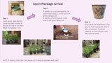 Live Provence Lavender Plant