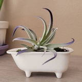 Small Bathtub Planter
