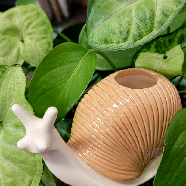 Snail Watering Spike