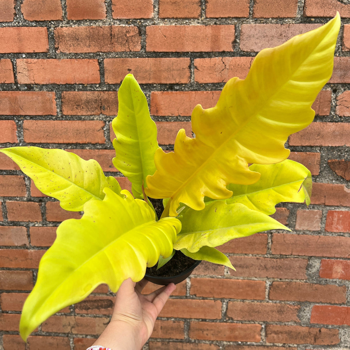 Philodendron Golden Crocodile