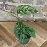 Monstera Adansonii
