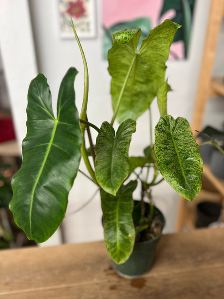 Philodendron Paraiso Verde, 6"