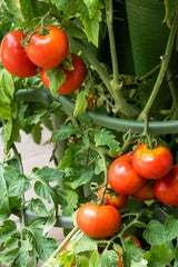 GreenStalk Garden Plant Support