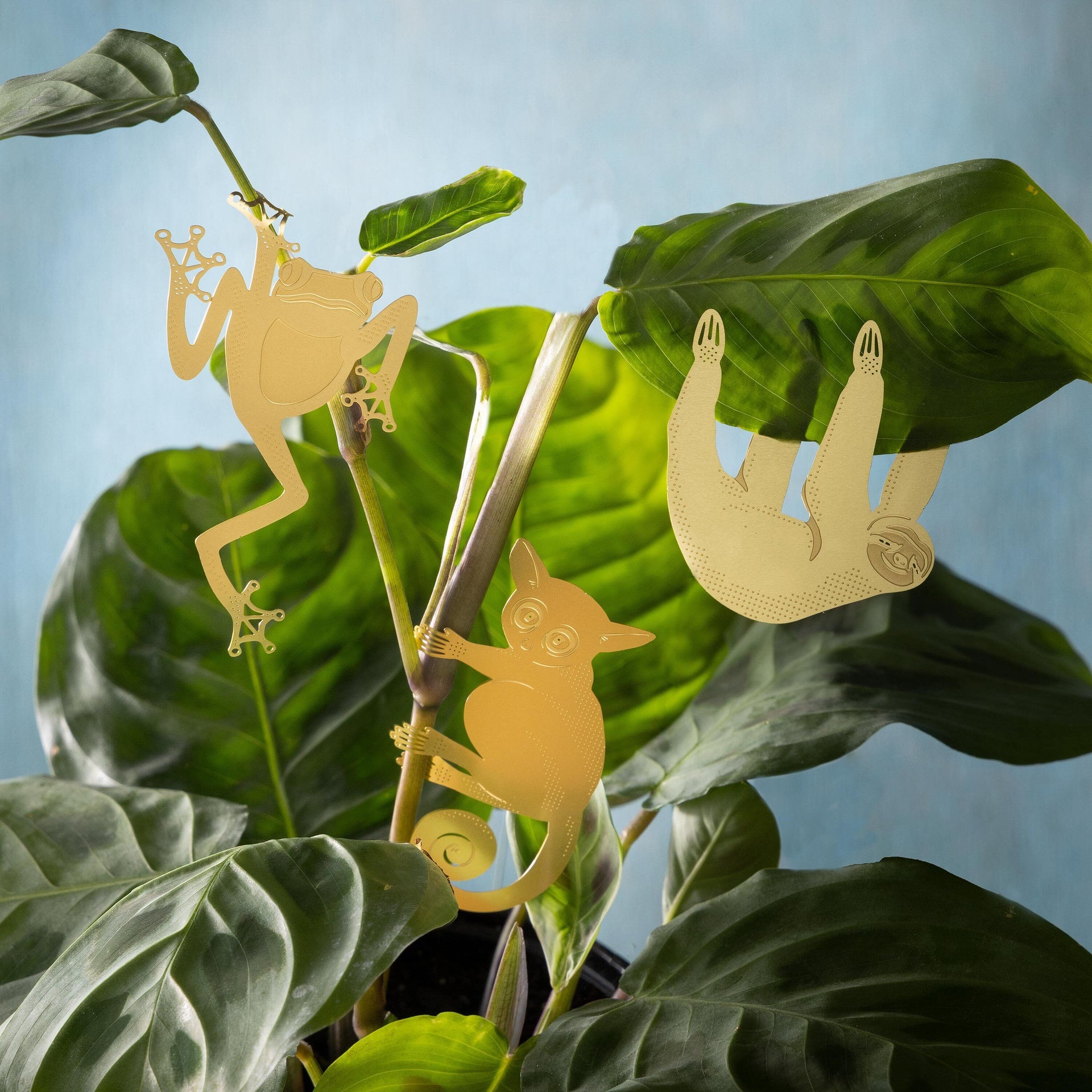 hanging animals for plants Plant Animal