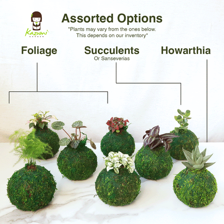 Mini Kokedama | Moss Ball Kokedamas