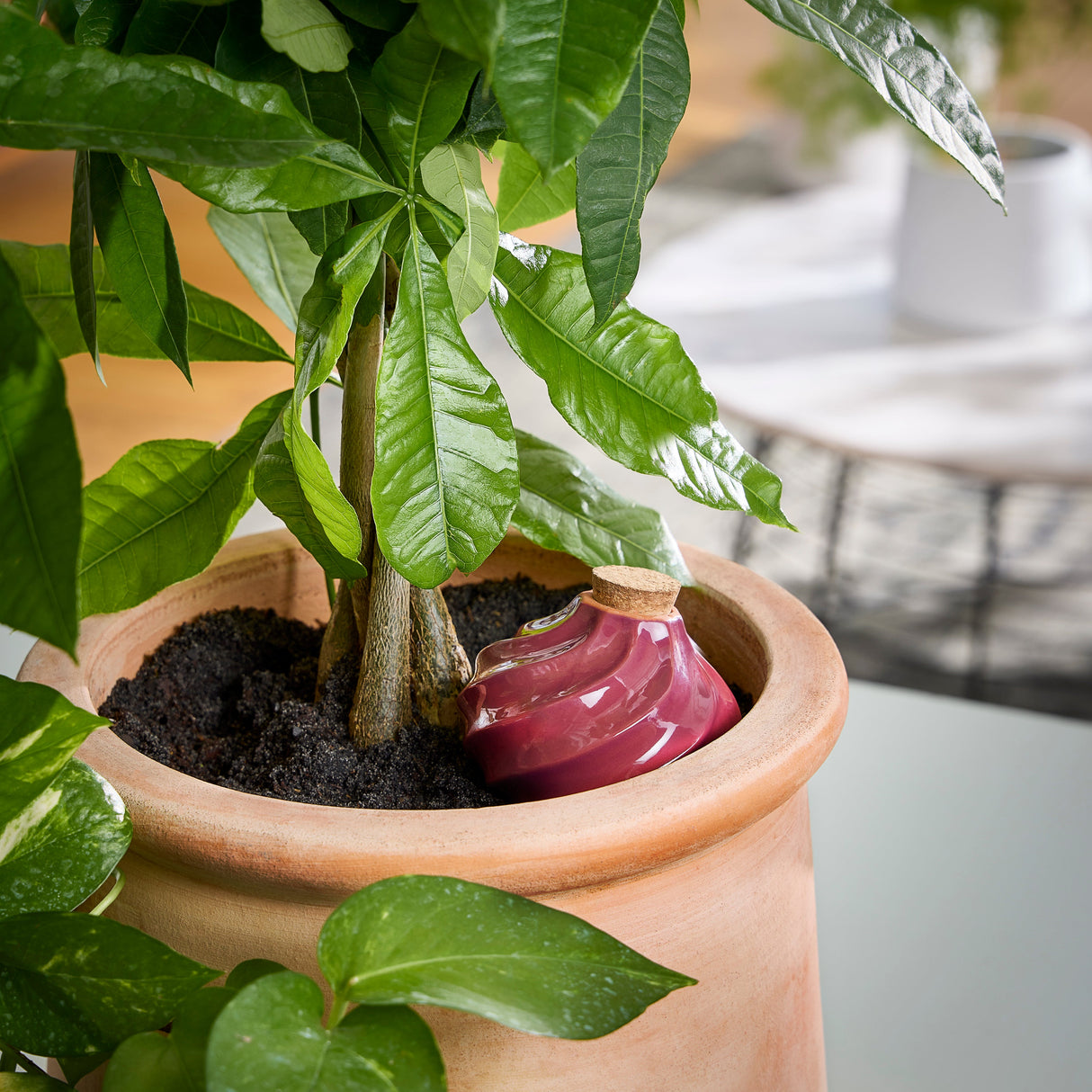 Terracotta Watering Bulbs