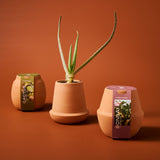Modern Terracotta Grow Kits