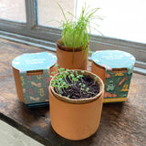 Pet Tiny Terracotta Grow Kits