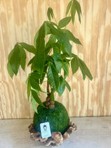 Money Tree | Moss Ball Kokedama