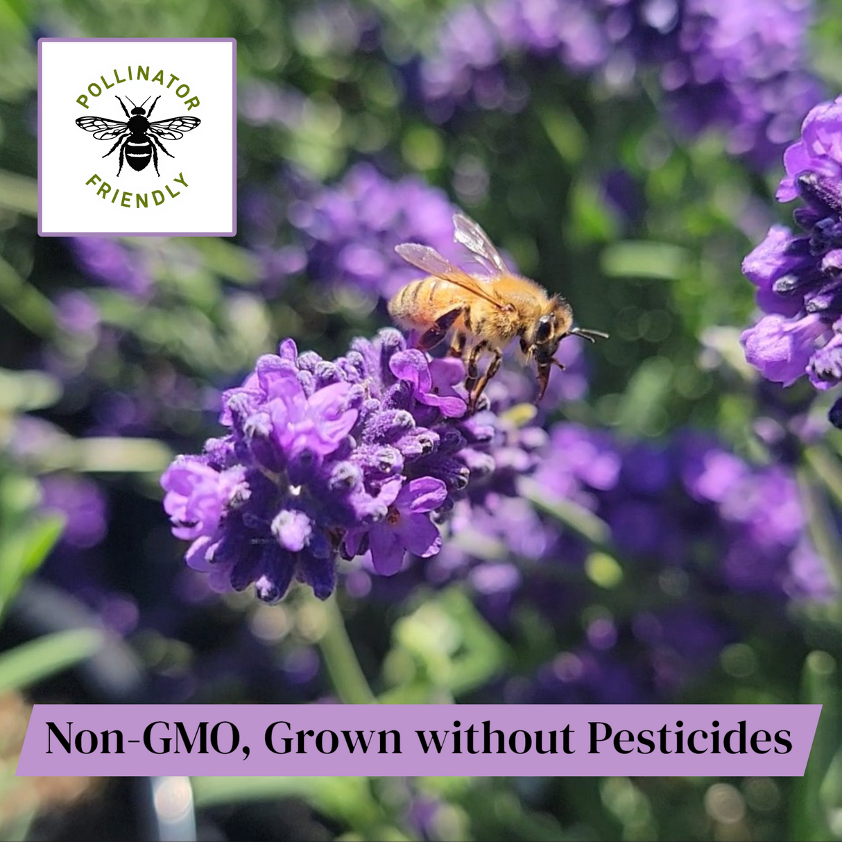 Lavender French Provence - 2.5QT Size Pot