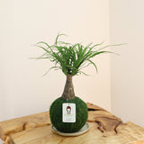 Ponytail Palm | Moss Ball Kokedamas