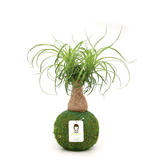 Ponytail Palm | Moss Ball Kokedamas