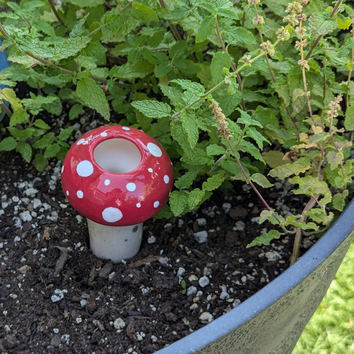 Medium Mushroom Watering Spike