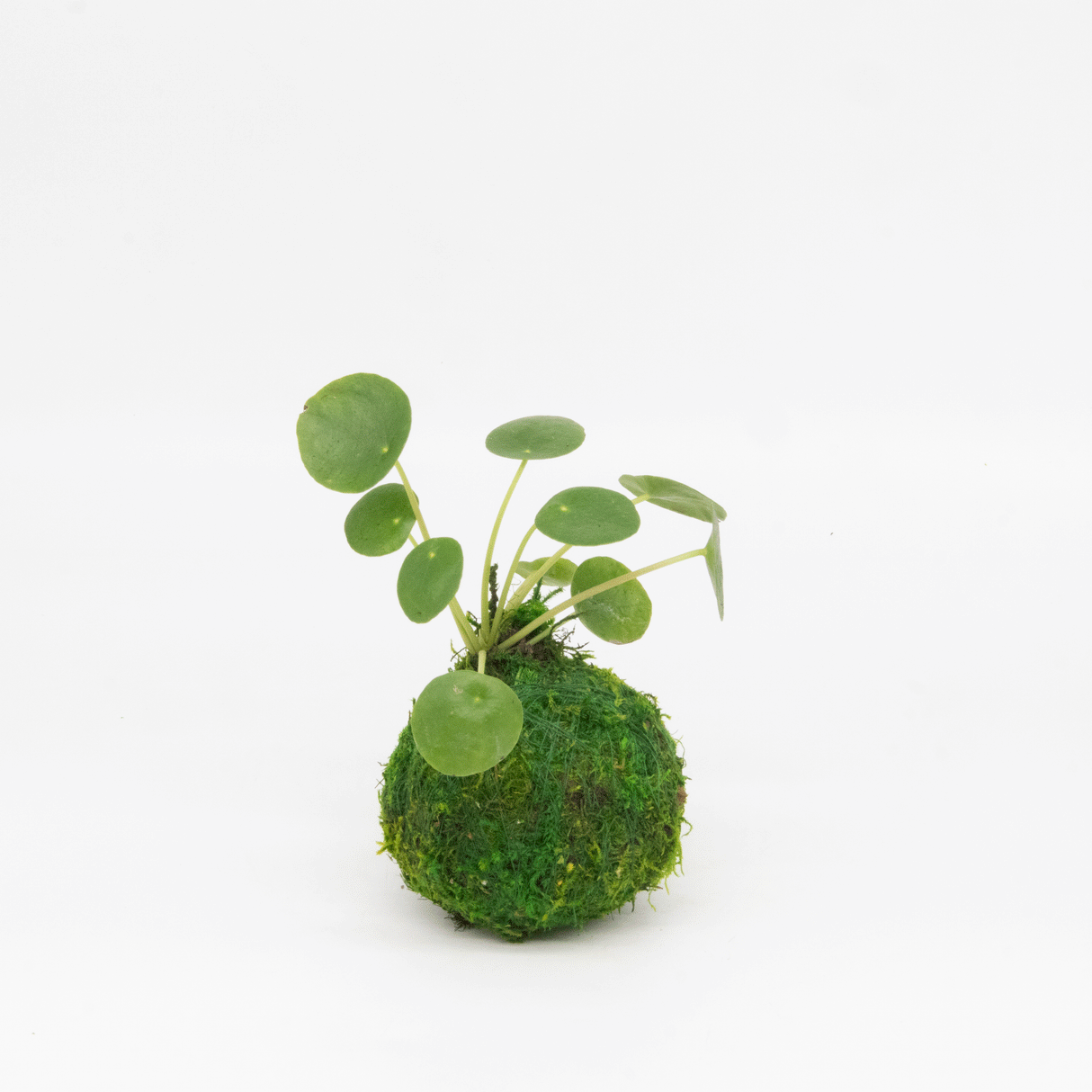 Mini Kokedama | Moss Ball Kokedamas