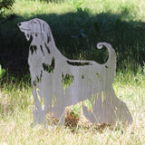 Afghan Hound