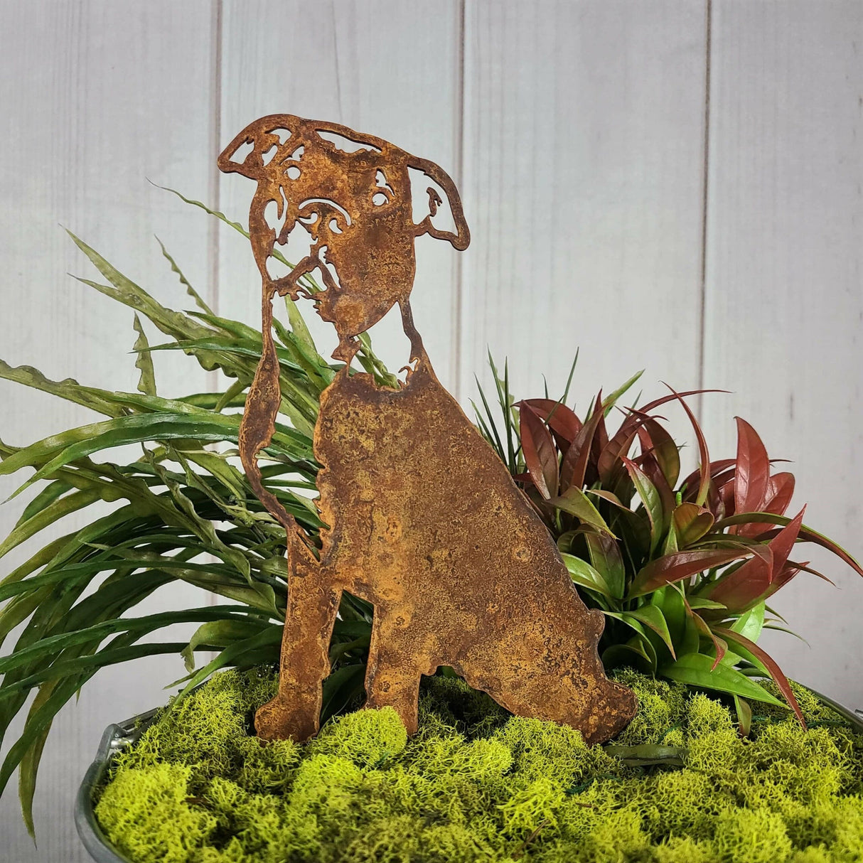 American Pit Bull Terrier