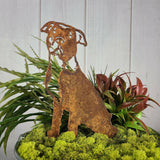 American Pit Bull Terrier