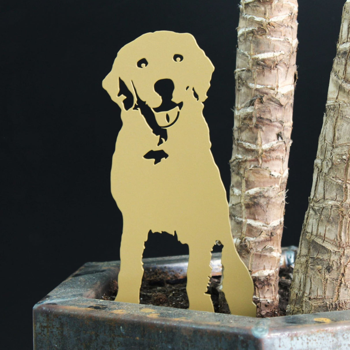 Special Edition *Gold* Labrador Retriever