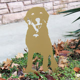 Special Edition *Gold* Labrador Retriever