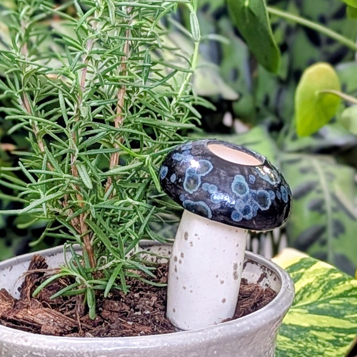 Medium Mushroom Watering Spike