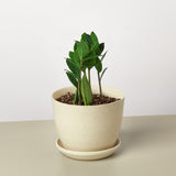 Zamioculcas Zamiifolia 'ZZ' Plant