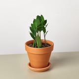 Zamioculcas Zamiifolia 'ZZ' Plant