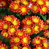 Artificial Chrysanthemum Hanging Basket