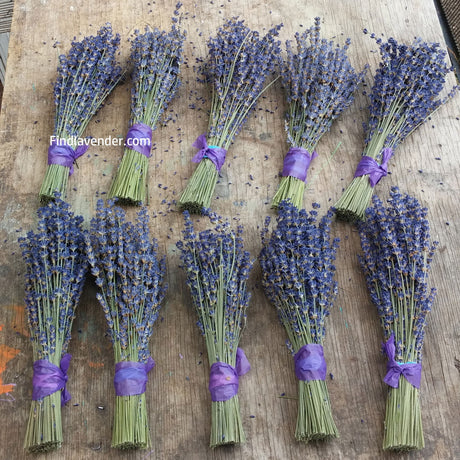 Lavender Small Dried Bundles 8" to 10" - Pack of 10