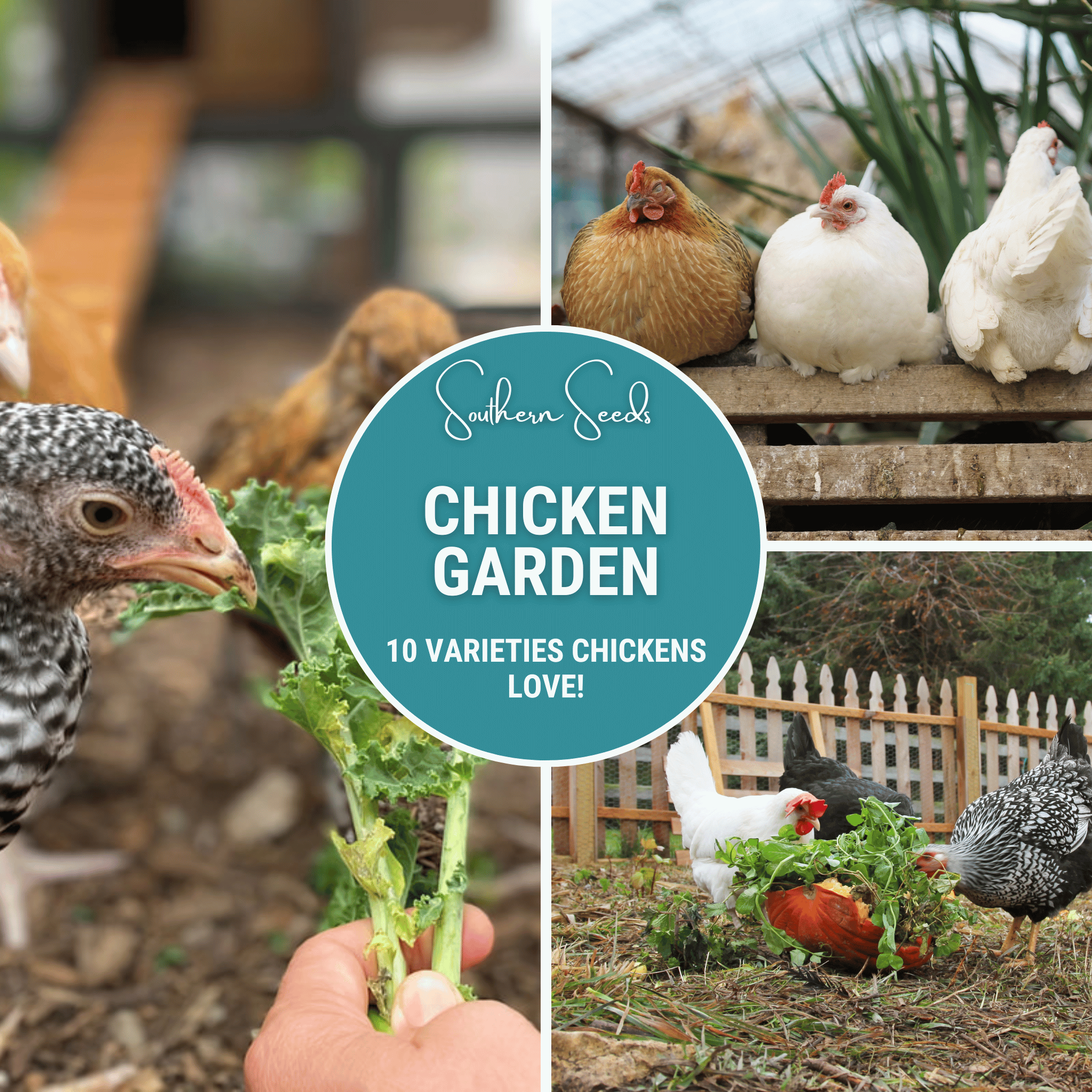 Southern Seeds Chicken Treats Seed Collection