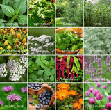 Community Garden Survival Seed Vault – 120 Seed Varieties