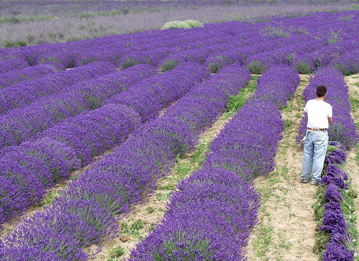 Live Royal Velvet Lavender Plant