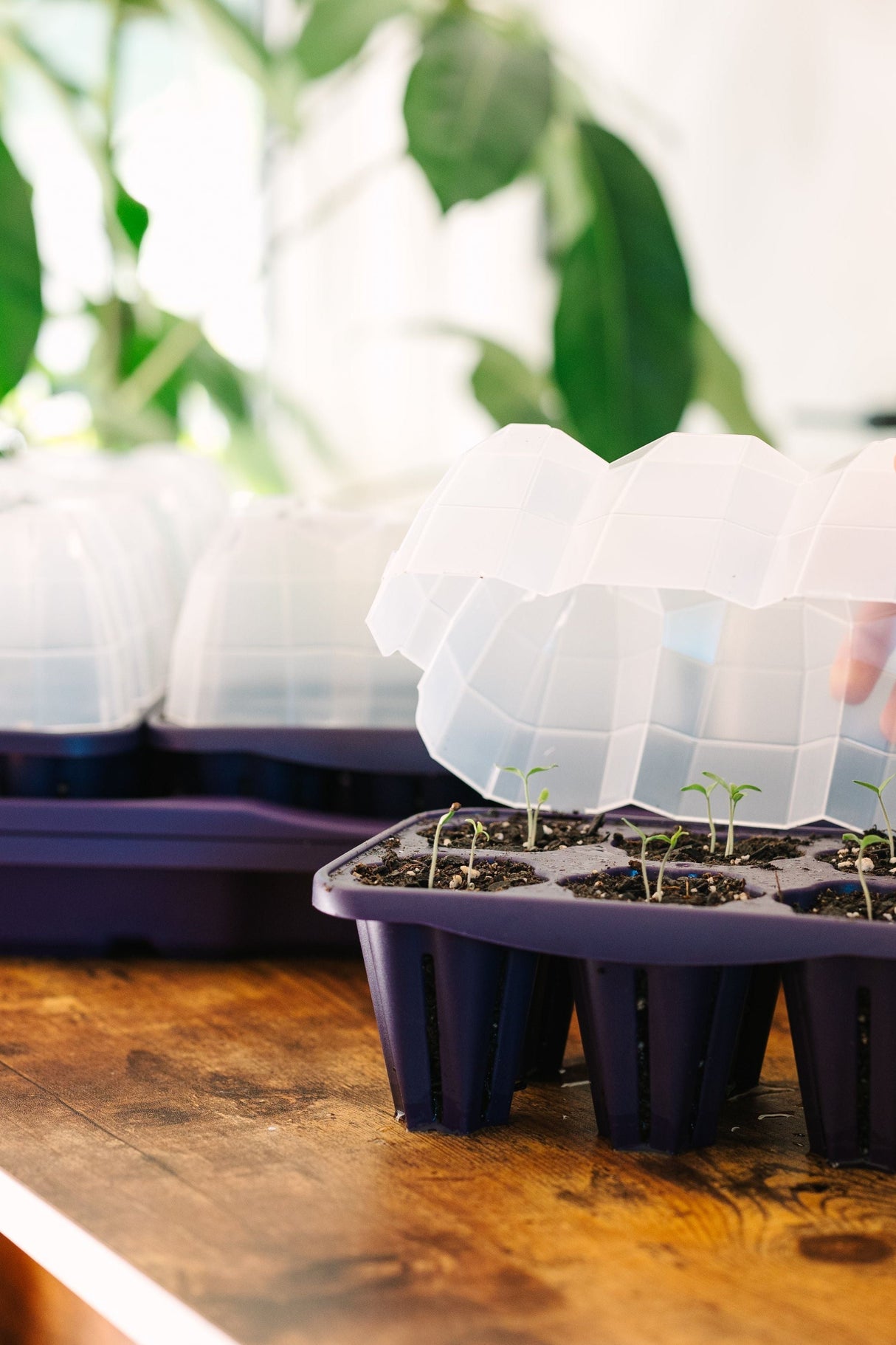 GreenStalk Garden Seed Starter Kit with Domes
