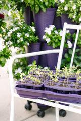 GreenStalk Garden Seed Starter Kit with Domes