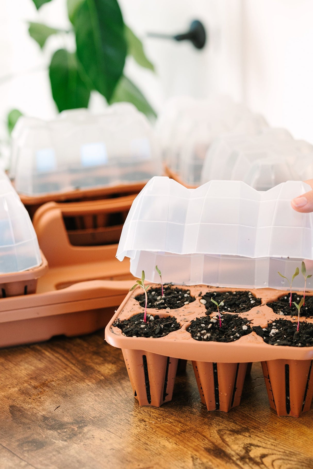 GreenStalk Garden Seed Starter Kit with Domes