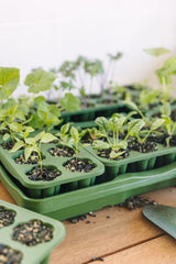 GreenStalk Garden Seed Starter Kit (Set of 4)