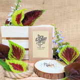 "Grow your own Jungle" Houseplant Seed Collection