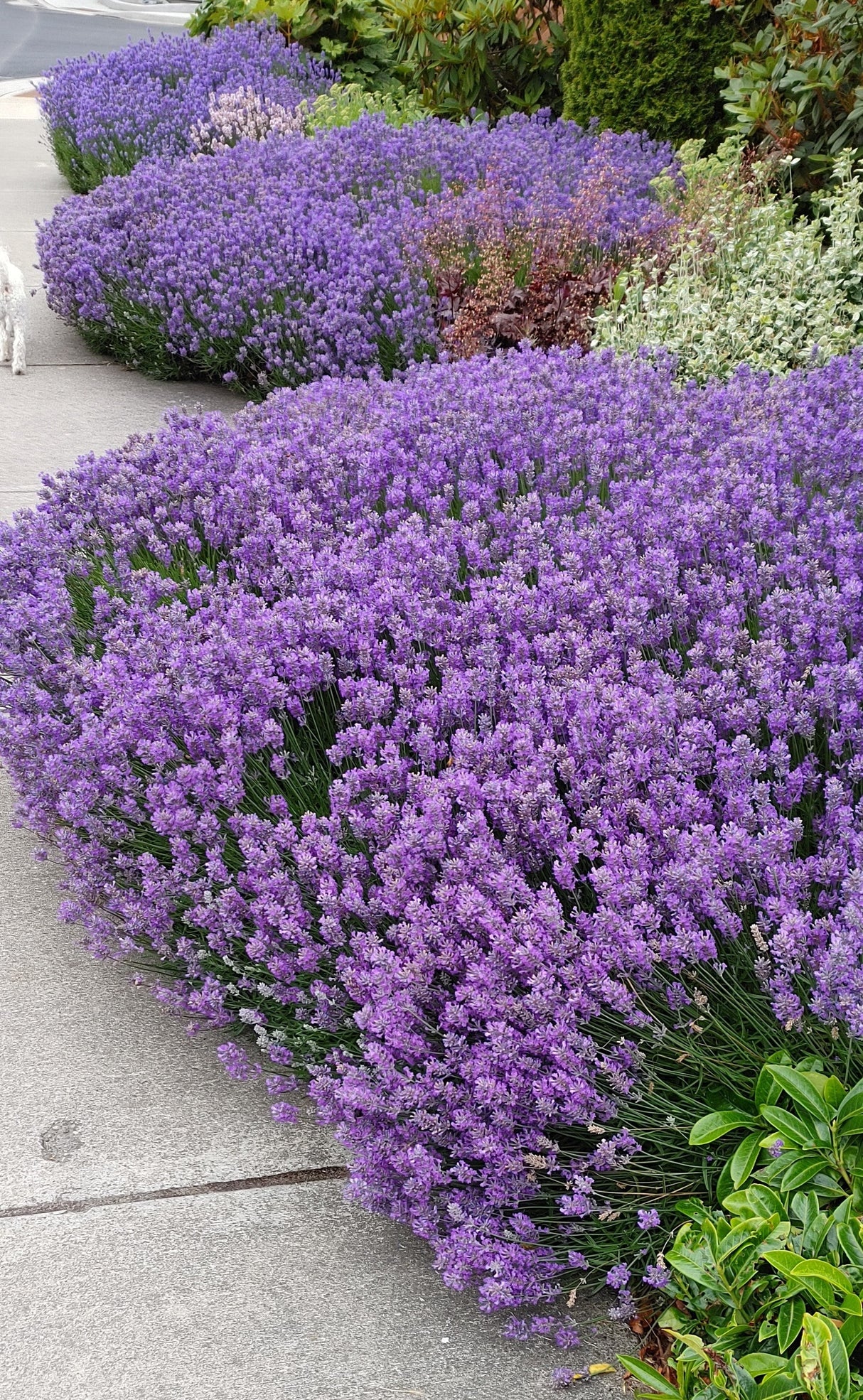 Live Blue Cushion Lavender Plant