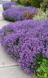 Live Blue Cushion Lavender Plant