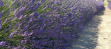 Live Provence Lavender Plant