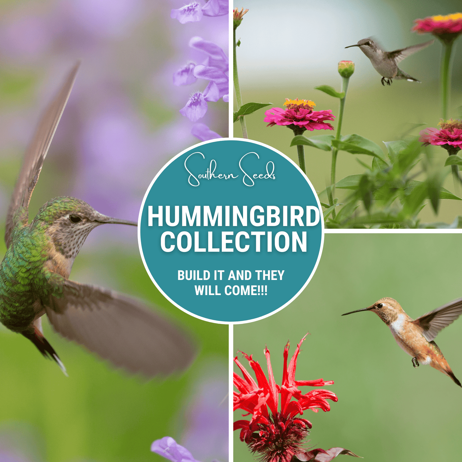hummingbird garden seeds Hummingbird Garden Seed Collection – 10 Varieties – Plow & Hearth