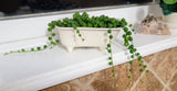 Small Bathtub Planter