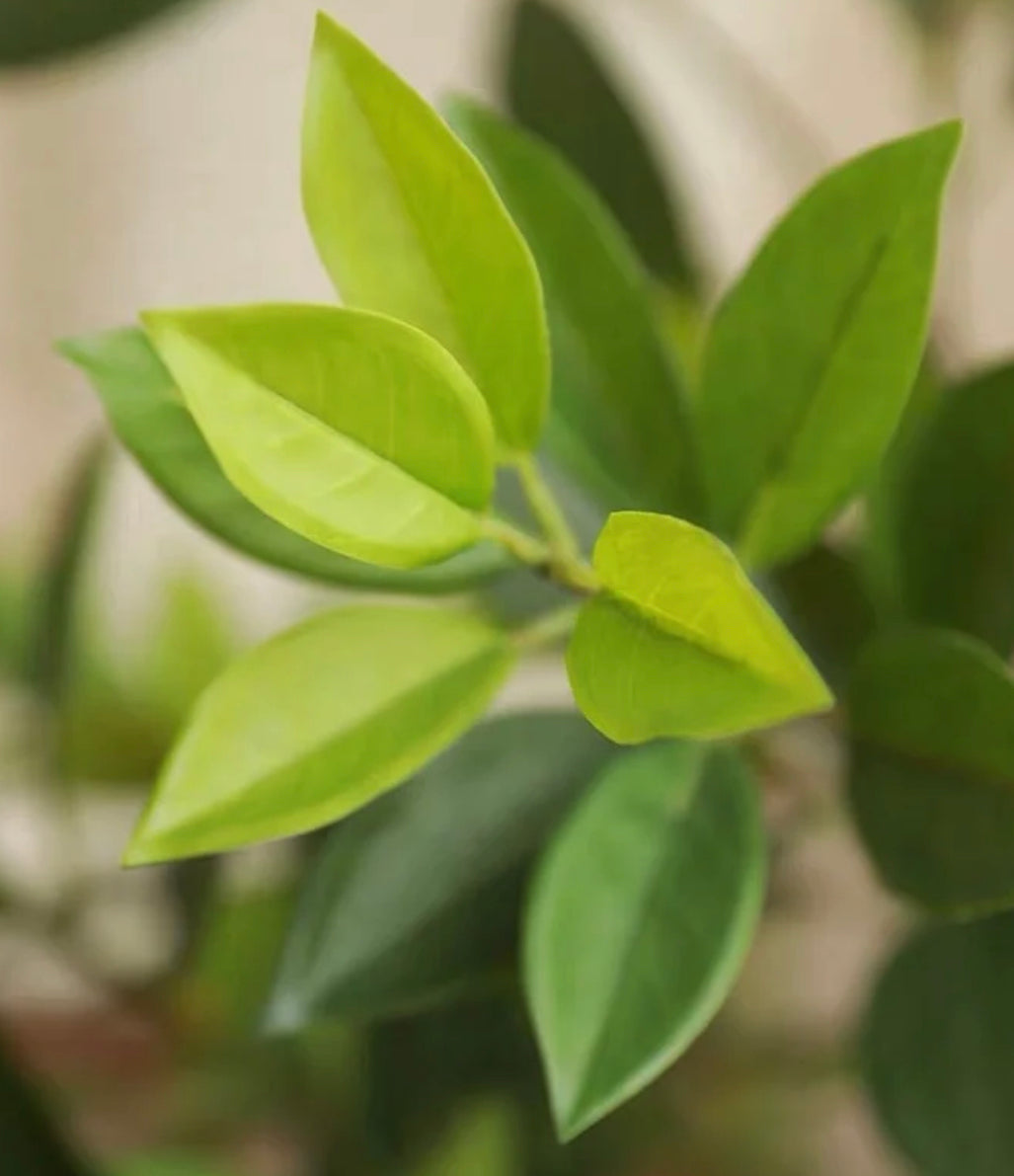 Artificial Bay Leaf  Stems - Bundle of 4