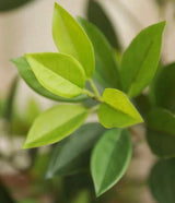 Artificial Bay Leaf  Stems - Bundle of 4