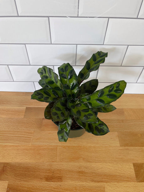 Calathea 'Rattlesnake'