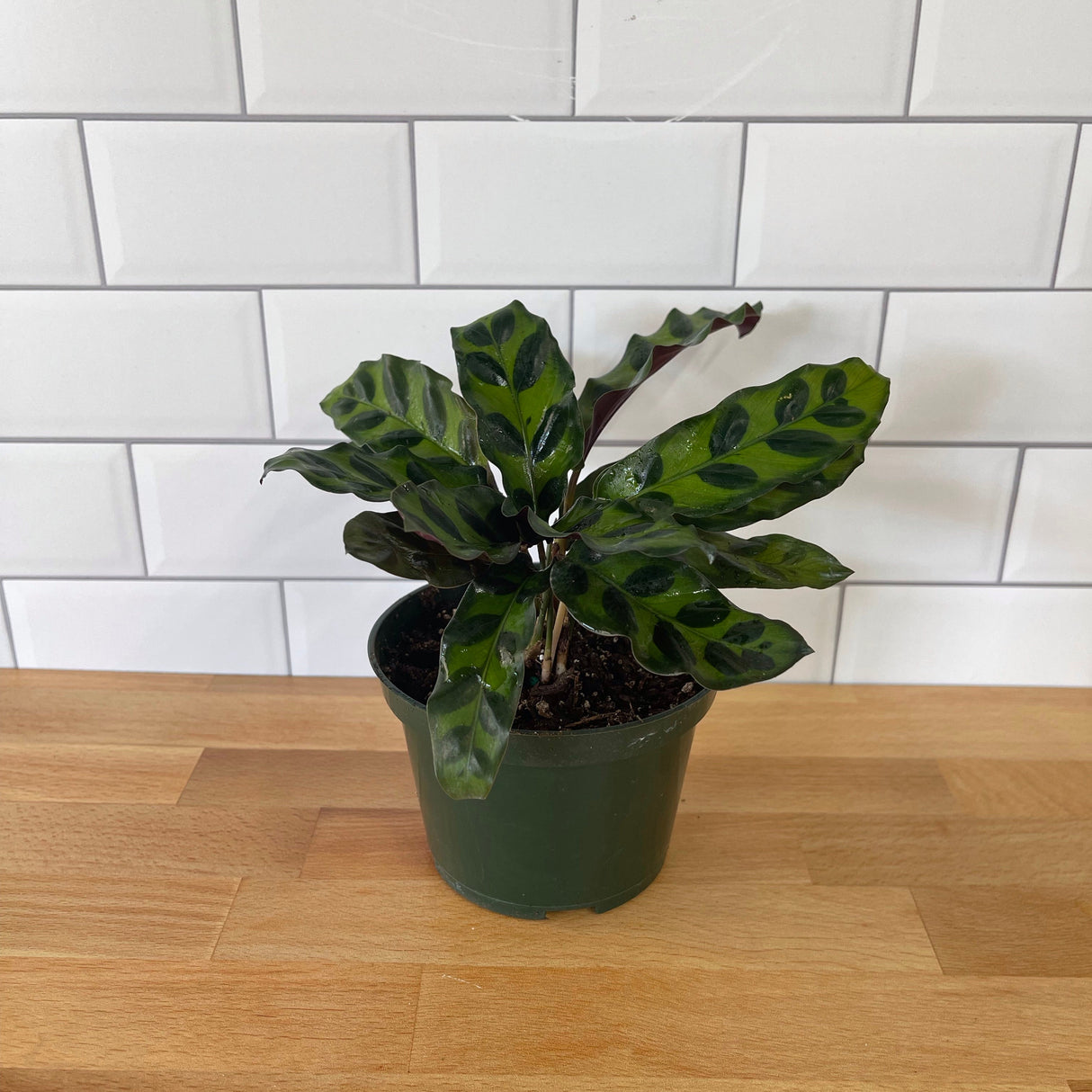 Potted plant on a wooden surface with a white tiled wall background