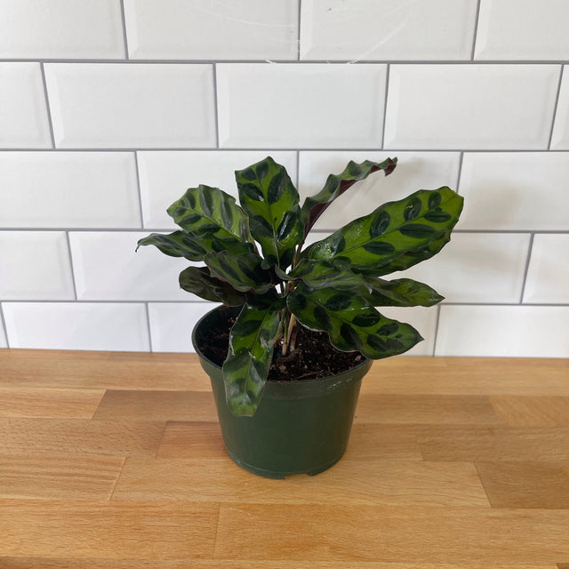 Potted plant on a wooden surface with a white tiled wall background