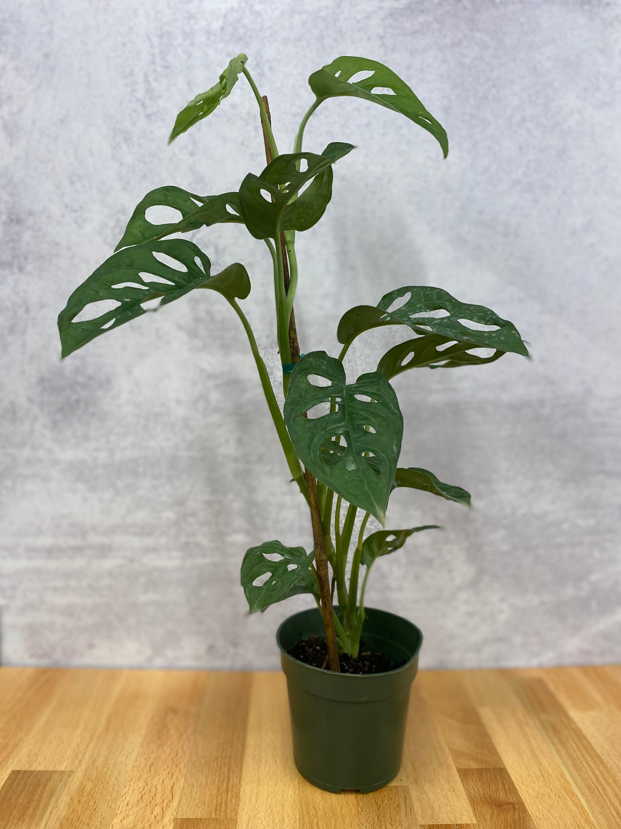 Monstera Adansonii