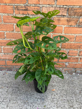 Monstera Adansonii