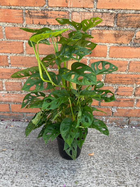 Monstera Adansonii
