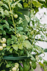 GreenStalk Garden Plant Support